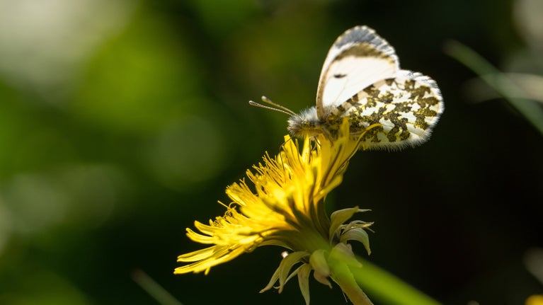 Close-up of a female orange tip butterfly nectaring on a dandelion at Brockhampton Estate in Herefordshire.